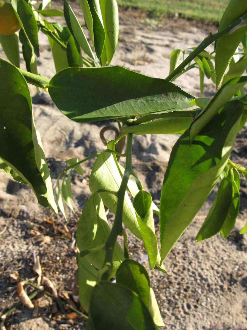            Sun leaves (Winter Haven, FL)   